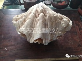 青岛老里院之螺钿海贝
