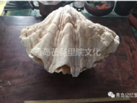 专业建设博物馆遇见青岛记忆之螺钿海贝