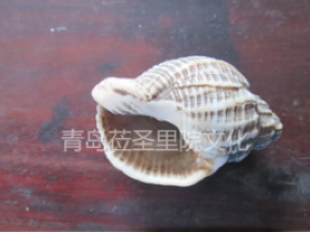 专业巡展遇见青岛记忆之螺钿海贝