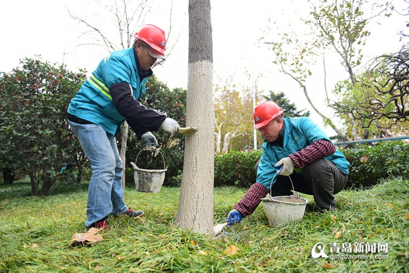 李沧启动树木冬季养护工作 4.5万棵树穿上“防寒衣”